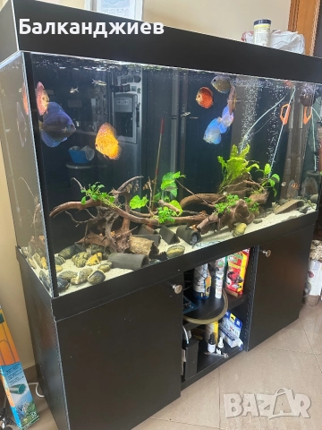 Аквариум с Дискуси и L-ки, снимка 1