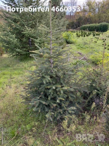 Коледна чудна елха за дома и градината , снимка 7 - Градински цветя и растения - 52532779