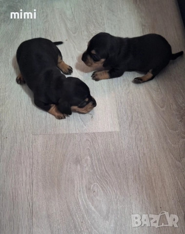 Дакелчета , снимка 2 - Дакели - 52844373