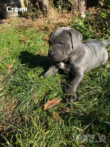 Кане корсо за разплод , снимка 5 - Кане корсо - 53888930