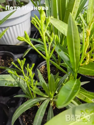 Олеандър (зокум, лян) , снимка 8 - Градински цветя и растения - 50008789