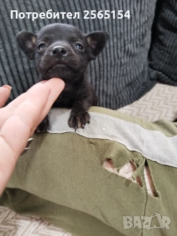 Малко сладко пинчерче, снимка 1