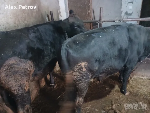 свободни телета , снимка 2 - Крави - 56543990
