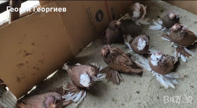 Гълъби бухари , снимка 3 - Гълъби - 52404966
