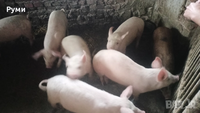 Продавам прасенца, снимка 7 - Прасета - 52857384
