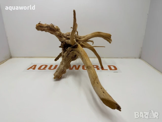 Корен Азалия 1