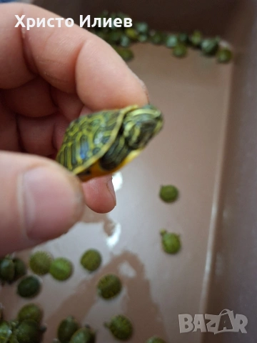 Продава червенакоремни водни костенурки , снимка 3 - Костенурки - 54230010