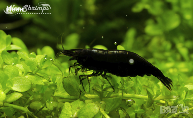 Аквариумни скариди - оранжеви /Orange Pumpkin Sakura/, снимка 7 - Други - 36537794