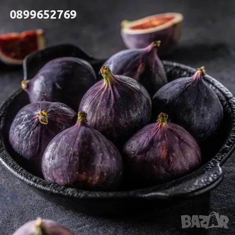 Смокиня сорт Бурса. 