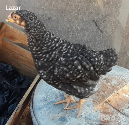 Домашно люпени пилета, снимка 2 - други­ - 54317326