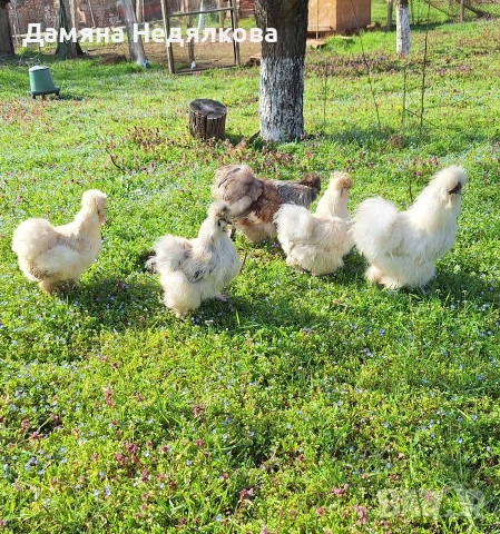 оплодени яйца от копринки , снимка 6 - Кокошки и пуйки - 54190833