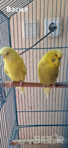 Изложбени вълнисти, снимка 2 - Папагали - 51645259