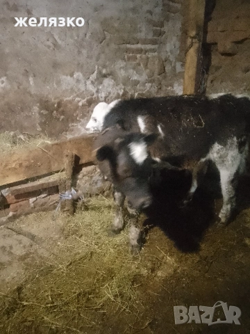телета , снимка 4 - Крави - 53974237