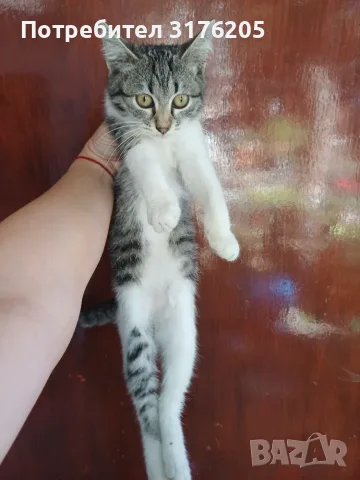 Женски котета търсят дом, снимка 2 - Други - 47355560