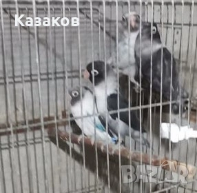 Заменям неразделки за корели, снимка 3 - Папагали - 54228722