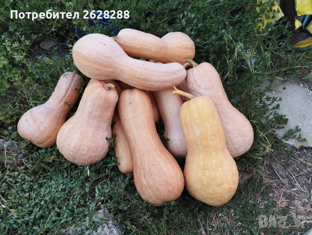 тиква цигулка и матилда, снимка 4 - Други - 51887305