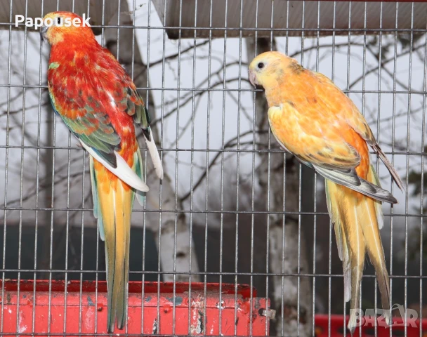 Работещи двойки Пойни Папагали , снимка 7 - Папагали - 50786813