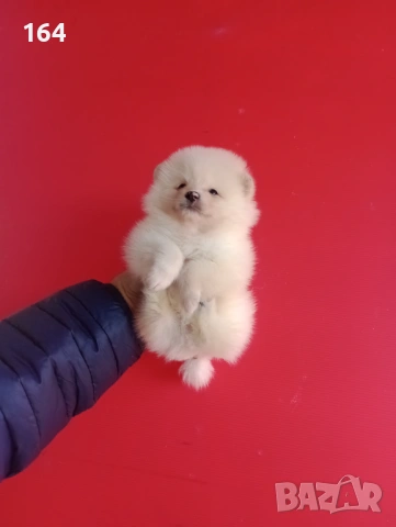 Мъжки и женски Померани. Реални снимки от 12.01.26 г. , снимка 2 - Померан - 52930796