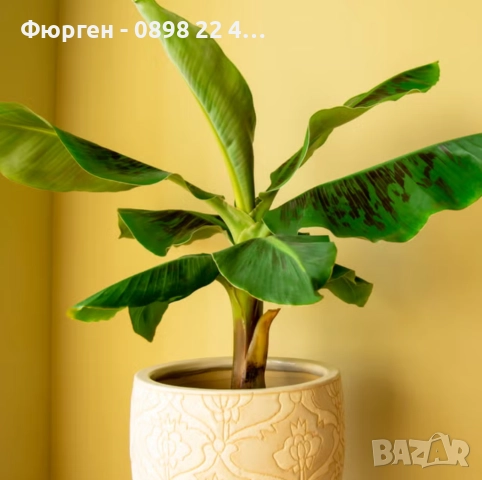 Банан - Стаен , снимка 2 - Разсади - 52508071