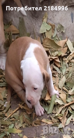 Чистокръвен питбул териер, снимка 1