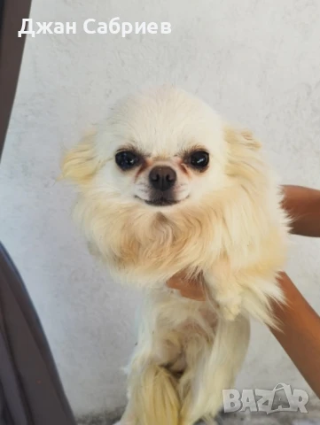 чихуахуа момиче , снимка 2 - Чихуахуа - 50838397