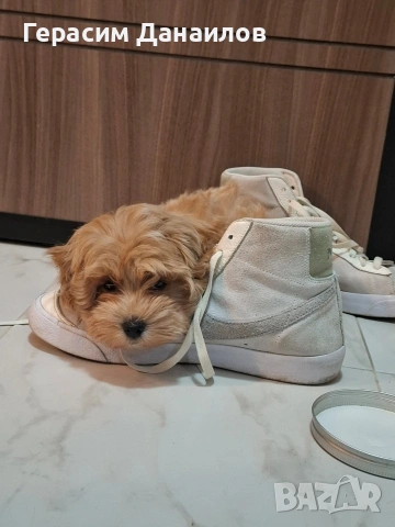 малтипу , снимка 4 - Пудели - 53889175