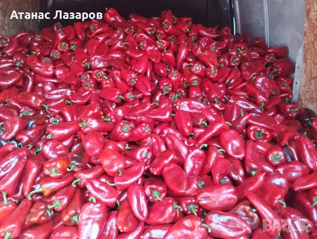 Продавам Червена капия Слоново Ухо.