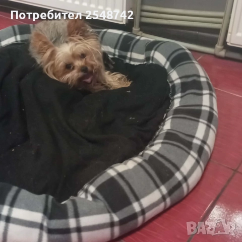 Мини Йорки , снимка 9 - Други - 51182606