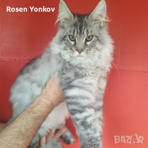 Мейн Кунчета със родословие и документи от частен развъдник., снимка 7 - Мейн кун - 52308491