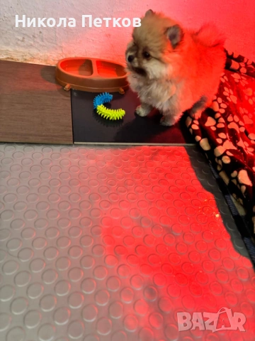 Померан , снимка 4 - Померан - 53224315