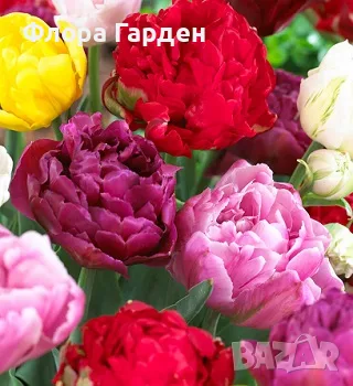 Луковици ЛАЛЕТА - ПАКЕТИ, снимка 2 - Сортови семена и луковици - 55999463