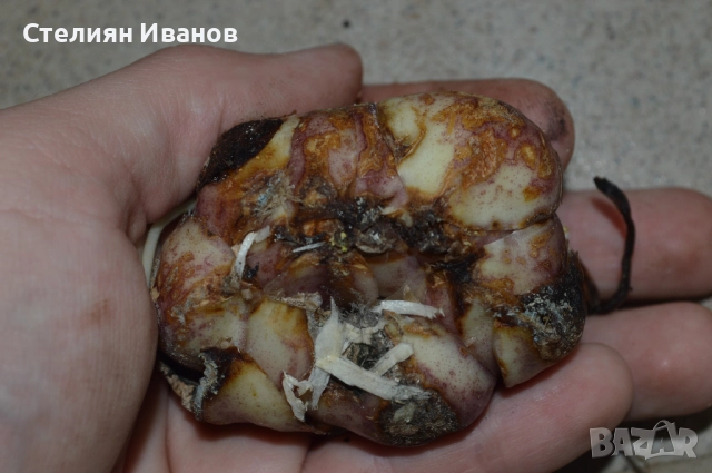 Копиелистен лилиум, крем (Lilium lancifolium) –  луковици, снимка 2 - Сортови семена и луковици - 52372380