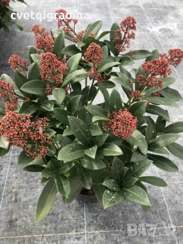 Skimia Japonika-Скимия, снимка 2 - Градински цветя и растения - 52163709