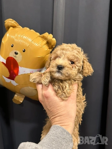 Пудел той , снимка 3 - Пудели - 54131759