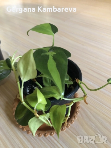 Monstera Aurea, philodendron Florida Beauty, Sodiroi, Cream Splash, Epipremnum Baltic Blue , снимка 9 - Стайни растения - 56086278