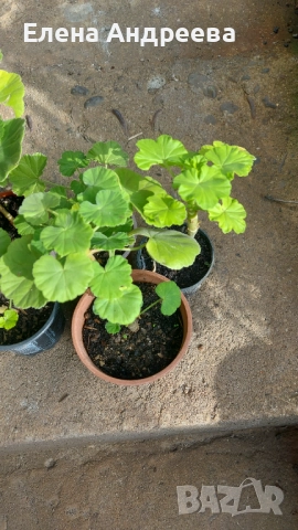 Разсад мушкато, снимка 3 - Стайни растения - 52028494