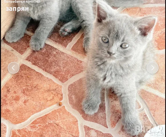 британски сиви късокосмести, снимка 2 - Британска късокосместа - 56006839