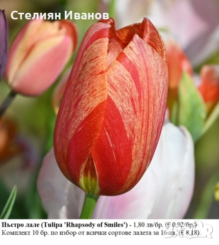 СОРТОВИ ЛАЛЕТА – ЛУКОВИЦИ - част 2, снимка 9 - Сортови семена и луковици - 52372863