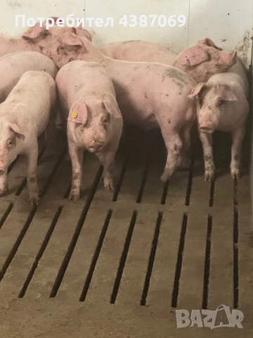 Прасета 6 лв/кг