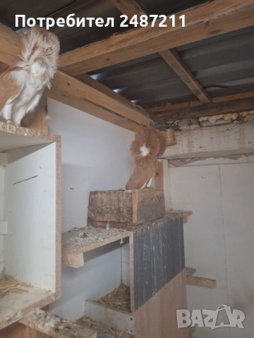 Яканли 17 бр., снимка 2 - Гълъби - 54013085