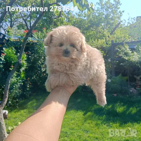 Малтипу Малтипу момиче, снимка 3 - Пудели - 55841951