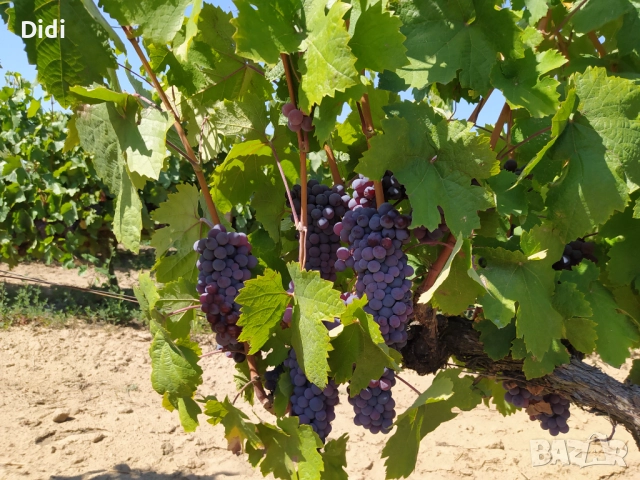 Продавам грозде Мерло, снимка 1