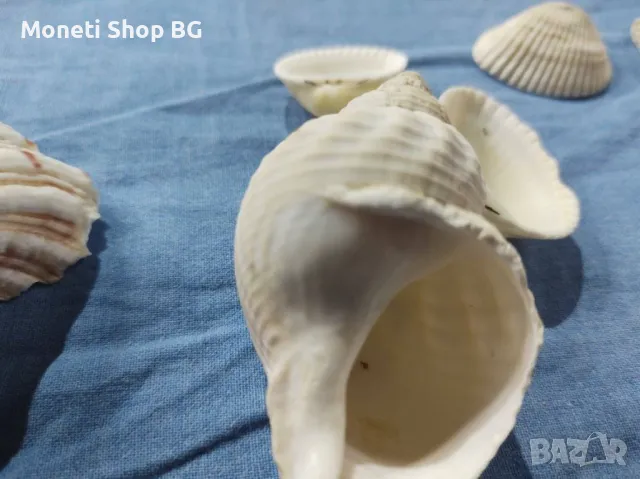 Океански дарове., снимка 3 - Други ценни предмети - 49000275