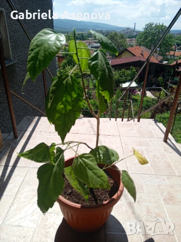 Китайска роза, снимка 1