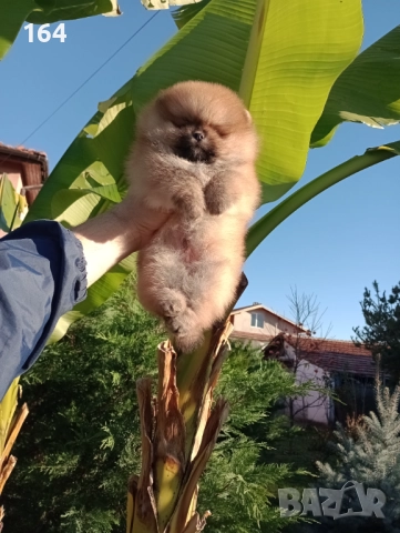 Мъжки Померан на 3 месеца . , снимка 10 - Померан - 52745286