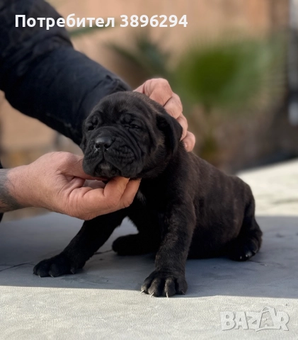 Уникални кученца кане корсо италяно,шоу клас чистокръвни., снимка 2 - Кане корсо - 52775457