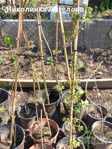 Акебия /Шоколадова лоза / 10 евро , снимка 4 - Градински цветя и растения - 49772677