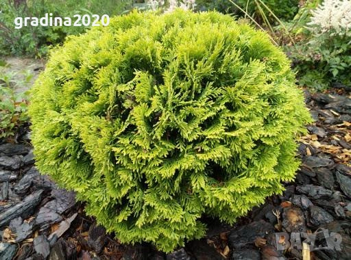 Туя Даника Голд – Thuja occidentalis Danica Gold, снимка 6 - Разсади - 52714286