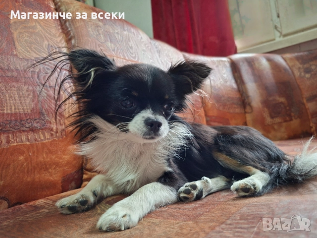 Мъжки чихуахуа търси женска