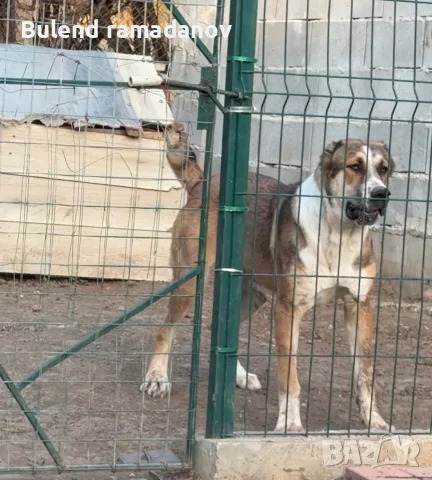 Продава се женски алабай на 8 месеа. Има ваксини и паспорт. Може и бартер за нещо друго Който има и